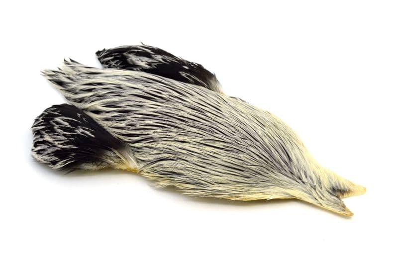 Brahma Rooster Cape Silver Badger view 2