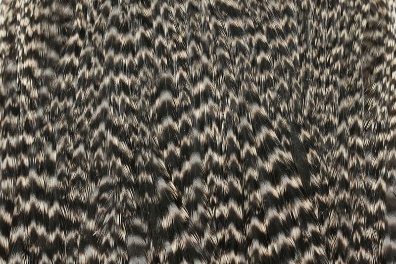 Hebert Hen Cape Grizzly view 1