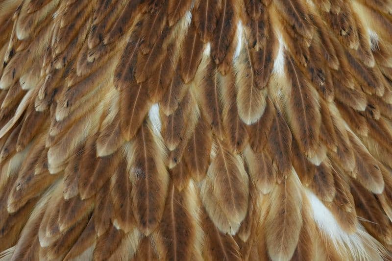 Whiting Hen Saddle Brown view 1