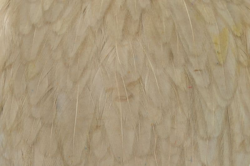 American Hen Cape White dyed Tan view 1