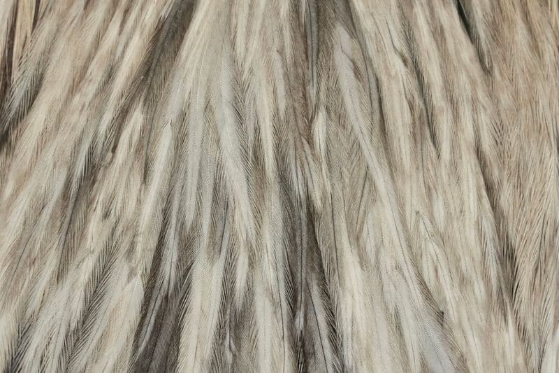 Hebert Hen Cape Unique Variant view 1