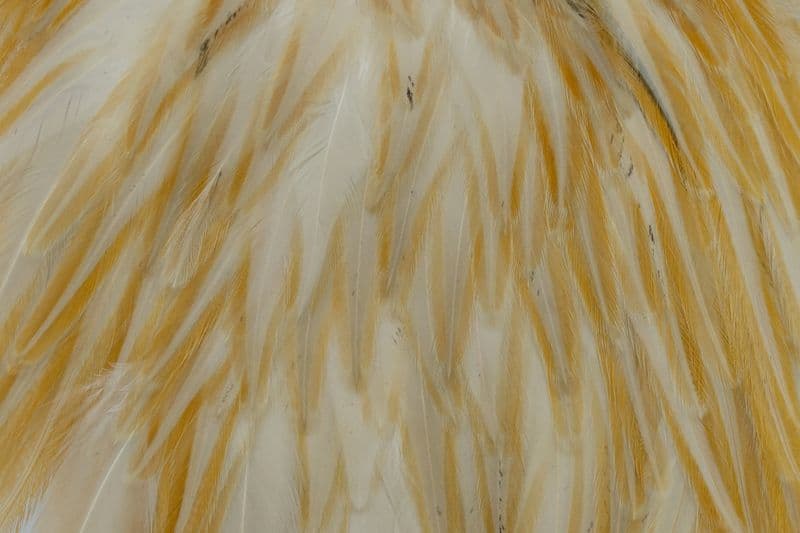 American Rooster Saddle Honey Dun view 1