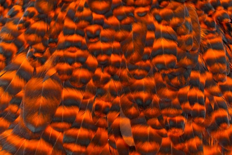 American Hen Saddle Grizzly dyed Orange view 1