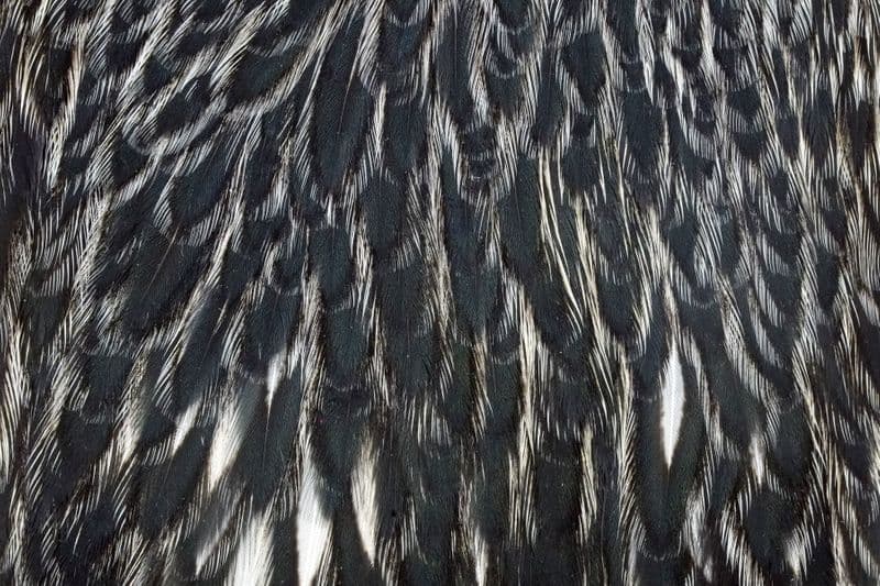 American Hen Cape Black laced White view 1
