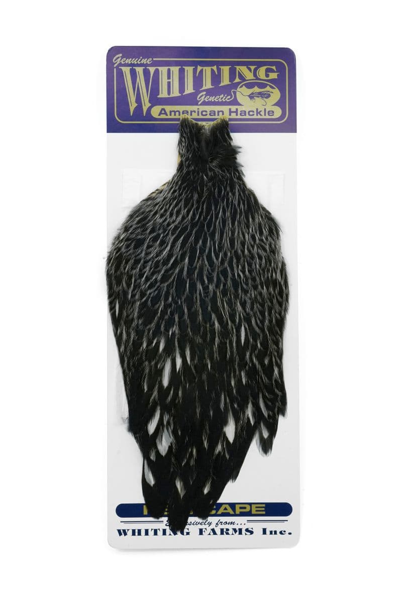 American Hen Cape Black laced White view 3