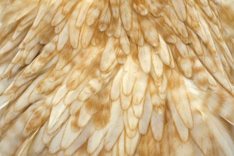 Whiting Hen Saddle Light Ginger view 1