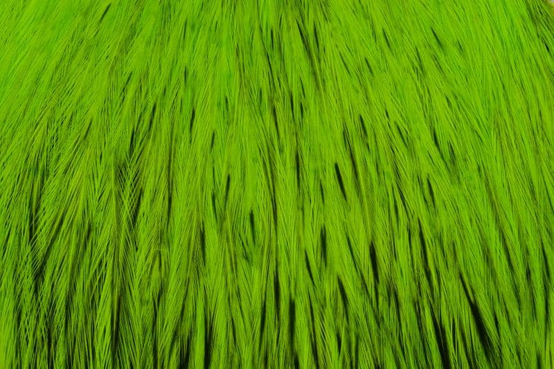 American Rooster Cape BLW dyed Fl. Green Chartre view 1