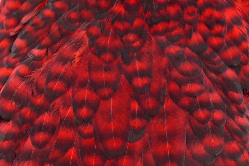 American Hen Saddle Grizzly dyed Red view 1