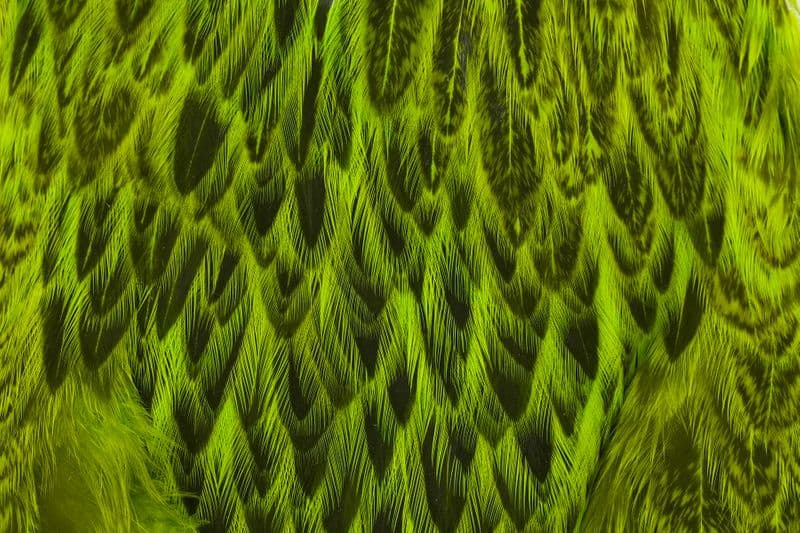 American Hen Cape Badger dyed Fl. Green Chartreuse view 1