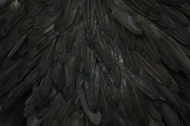 Whiting Hen Saddle Black view 1