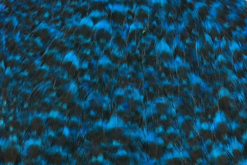 American Hen Cape Grizzly dyed Kingfisher Blue view 1