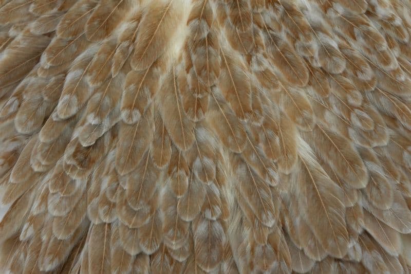 Whiting Hen Saddle Unique Variant view 4