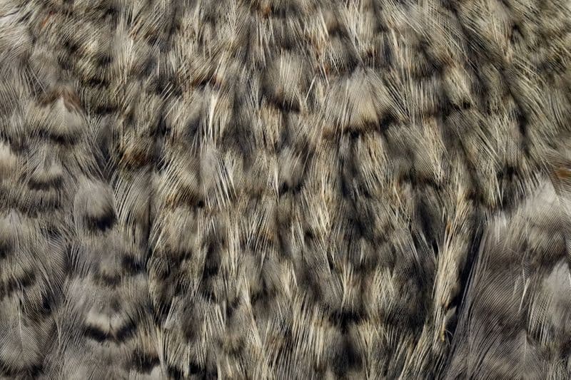 Coq de Leon Hen Cape Grizzly dyed Lime view 1