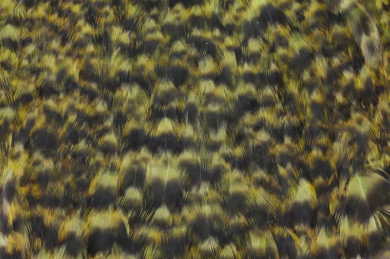 American Hen Cape Grizzly dyed Olive view 1