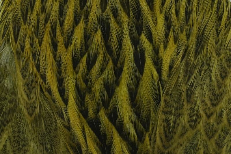Brahma Hen Cape Badger dyed Olive