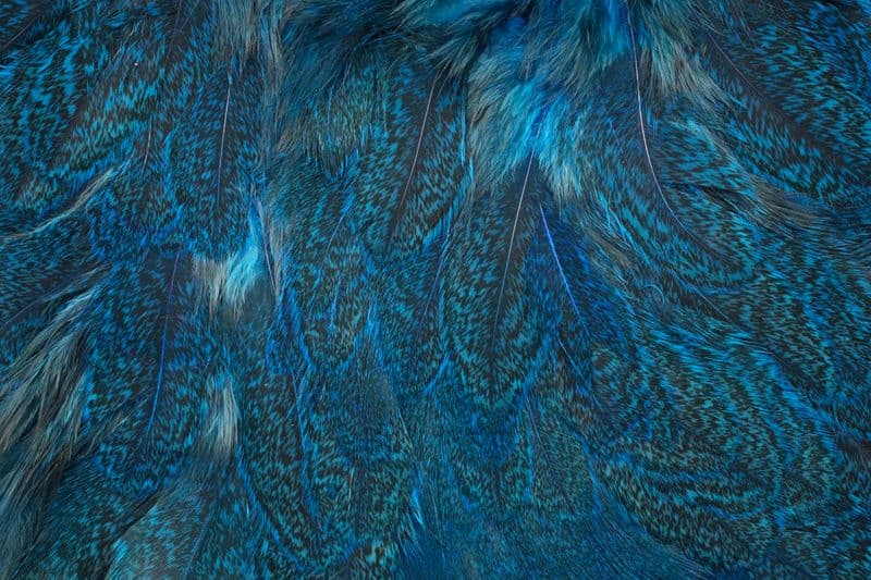 Coq De Leon Hen SH/C Speckled dyed Kingfisher Blue view 1