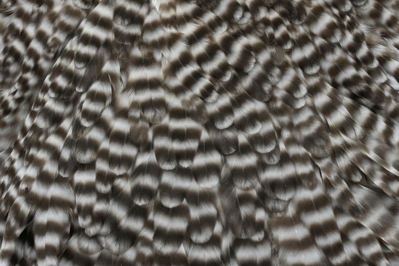 Whiting Hen Saddle Dun Grizzly view 1
