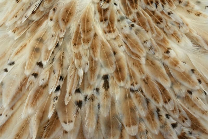 Whiting Hen Saddle Unique Variant view 1
