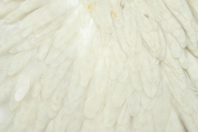 Whiting Hen Saddle White view 1