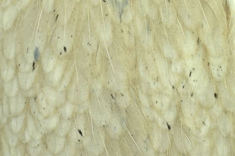 American Hen Cape Pale Watery Dun view 1