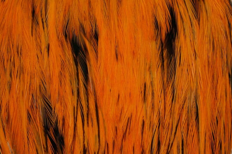 American Rooster Cape BLW dyed Shrimp Orange view 1