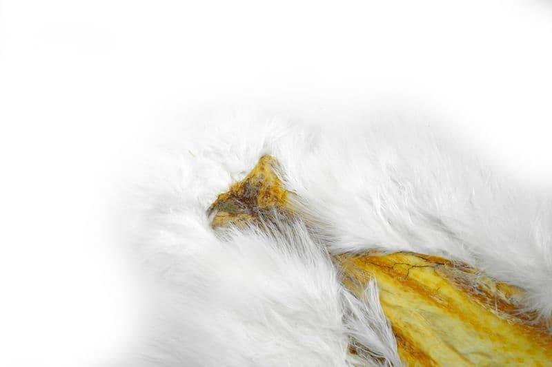 Spey SH/C  White view 3