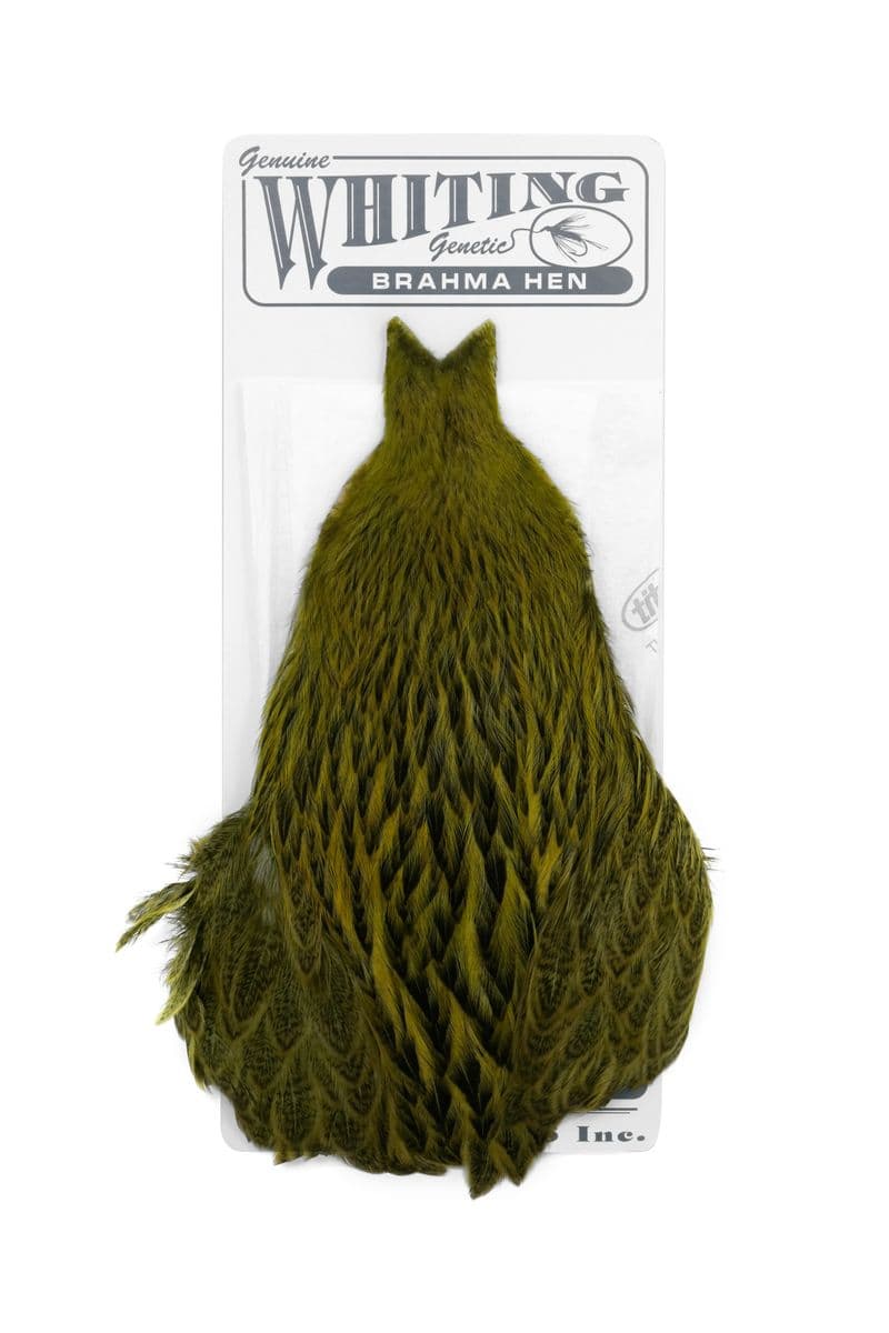 Brahma Hen Cape Badger dyed Olive view 3
