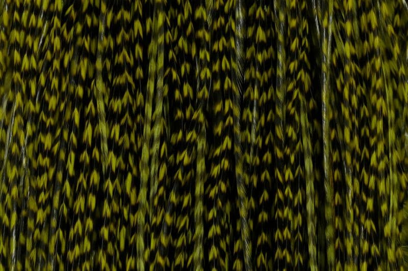 Whiting Bronze Midge Saddle Grizzly dyed Olive view 1