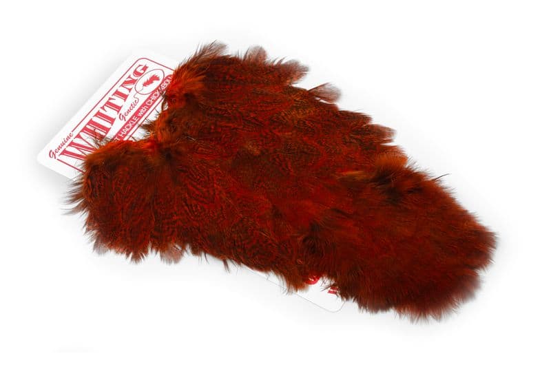 Coq De Leon Hen SH/C Speckled dyed Orange view 2