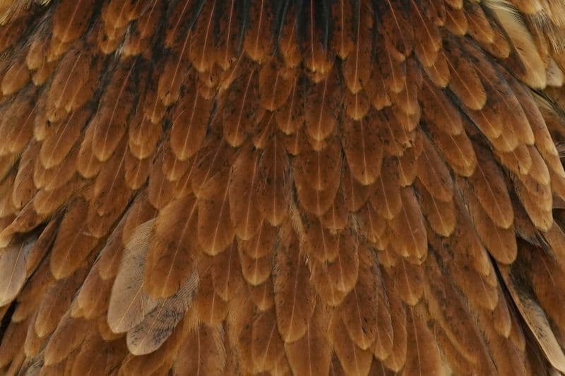 Hebert Hen Saddle Brown view 1