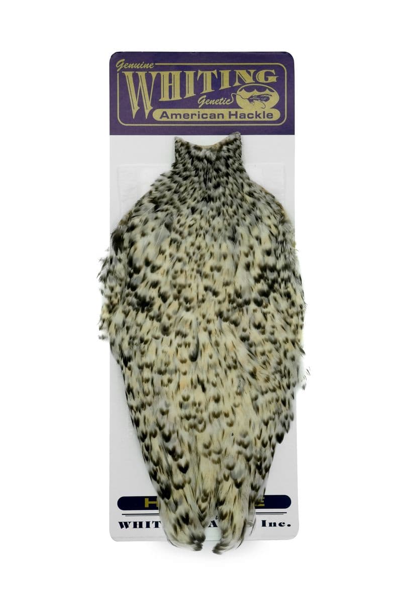 American Hen Cape Unique Variant view 3