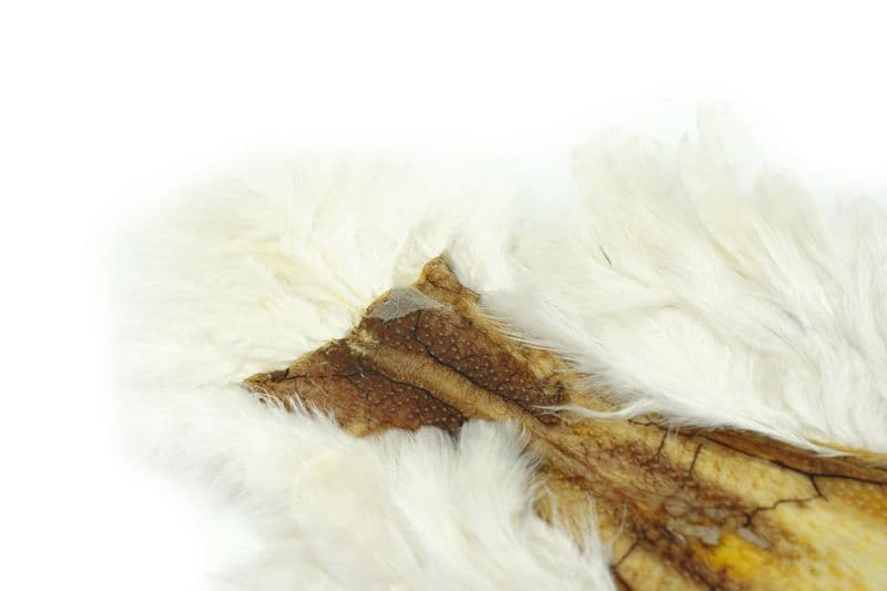 American Hen SH/C White view 1