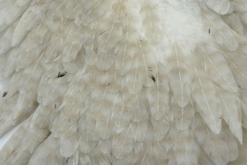 Whiting Hen Saddle Pale Watery Dun view 1