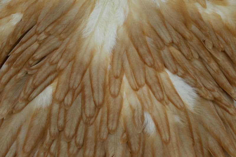 Whiting Hen Saddle Honey Dun view 1