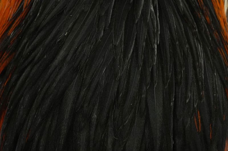 Hebert Hen Cape Black view 1
