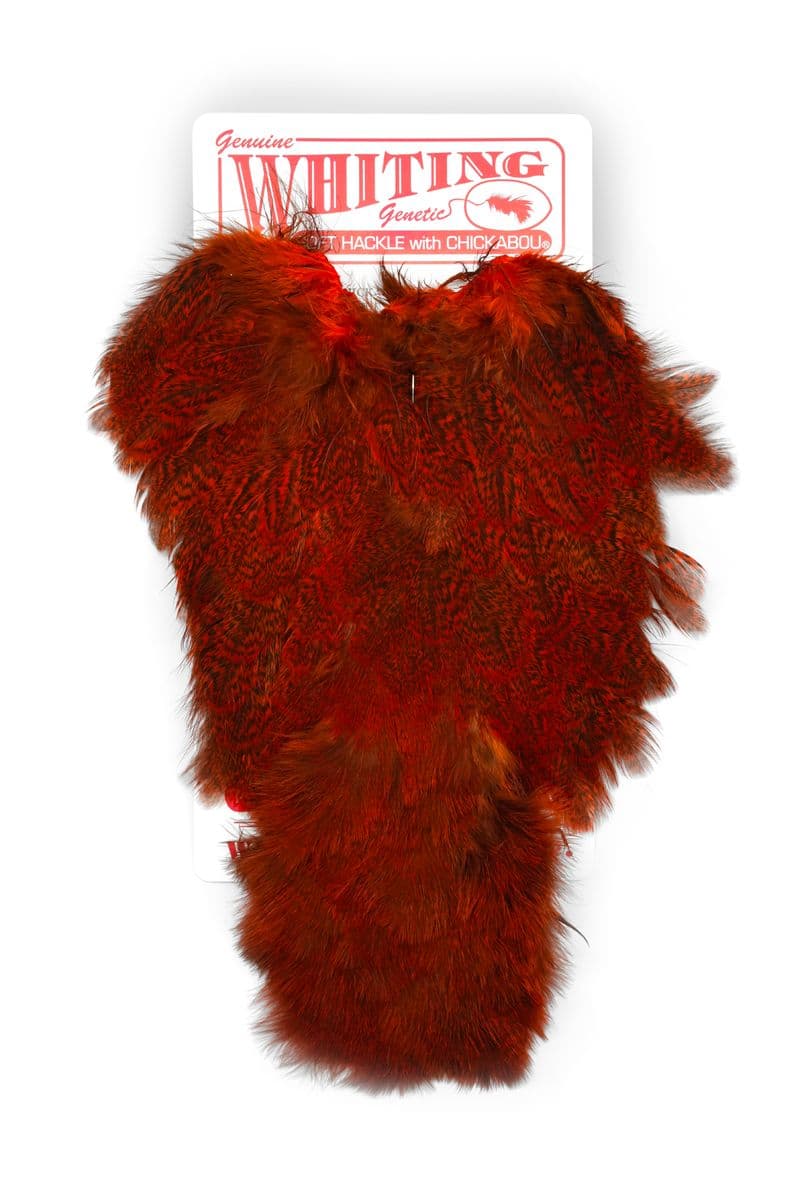 Coq De Leon Hen SH/C Speckled dyed Orange view 3