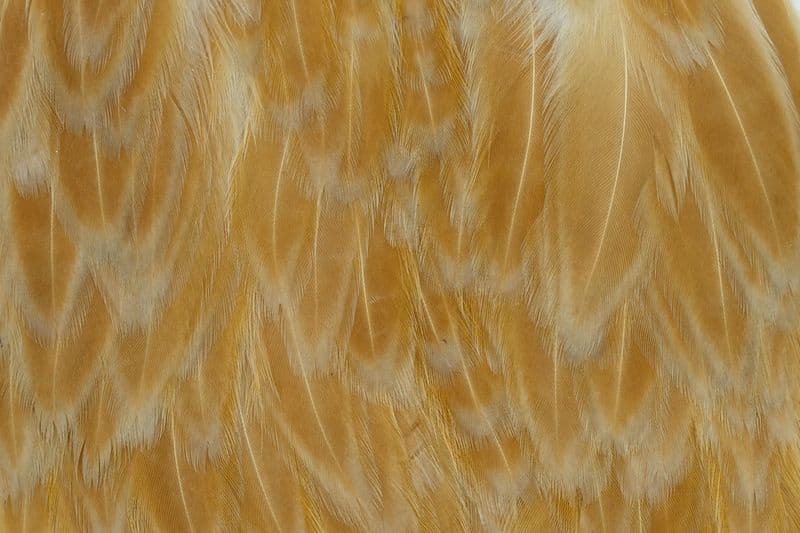 American Hen Cape Medium Ginger view 1