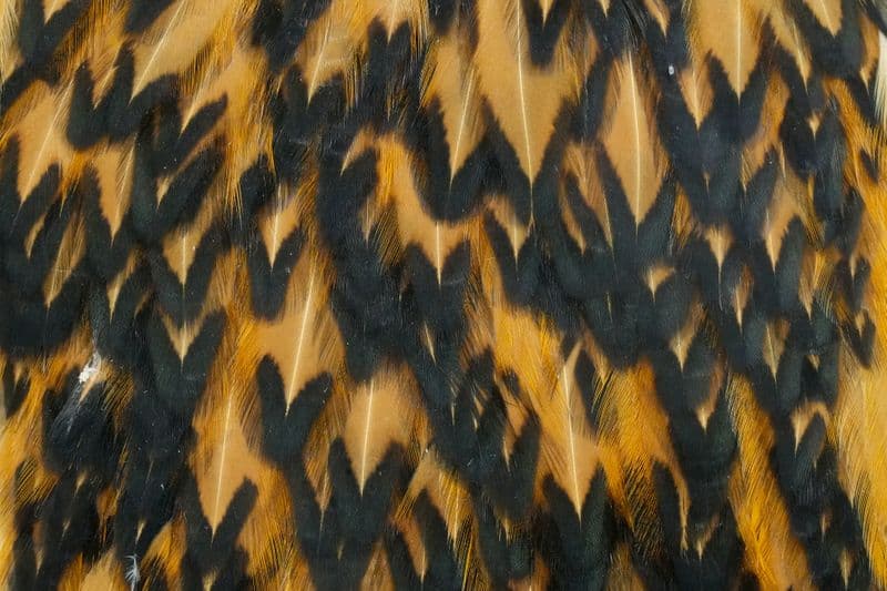 American Hen Cape Black laced Brown view 1