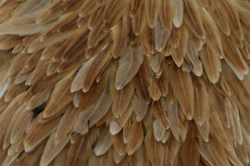Whiting Hen Saddle Medium Ginger view 1