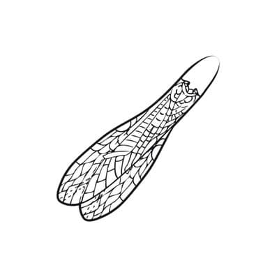 Adult Stonefly Wings
