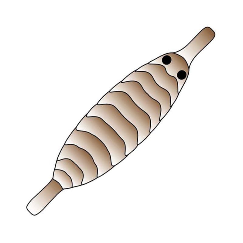 Gammarus Shell Back Brown view 2