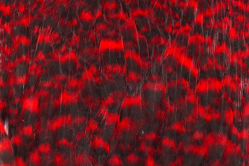 American Hen Cape Grizzly dyed Red view 1