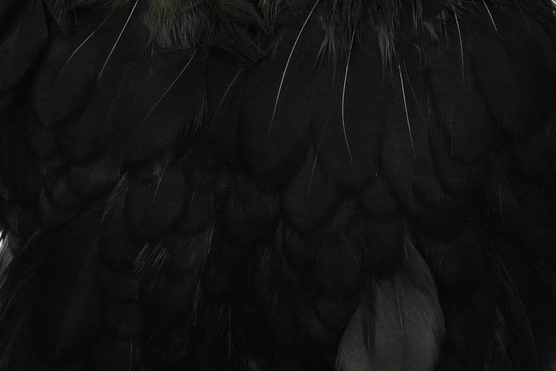 Coq De Leon Hen SH/C Black view 1