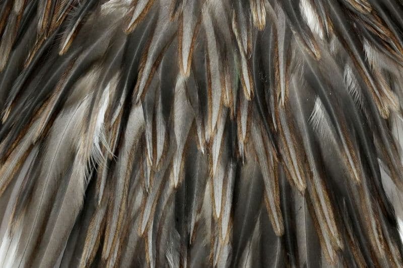 American Rooster Saddle Natural Dark Dun view 1