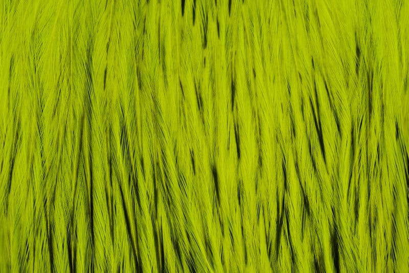 American Rooster Cape BLW dyed Fl. Yellow Chartr view 1