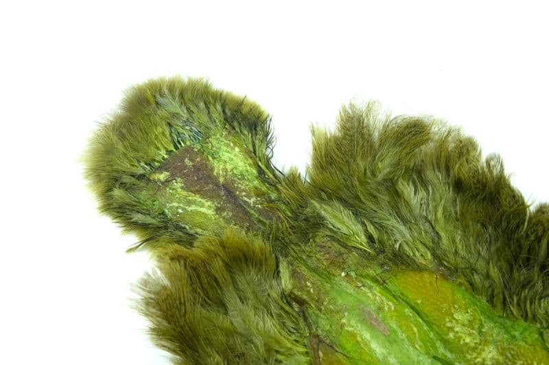 Brahma Hen SH/C Speckled dyed Olive view 1