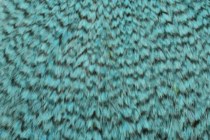 American Rooster Cape Grizzly dyed Silver Dr. Blue
