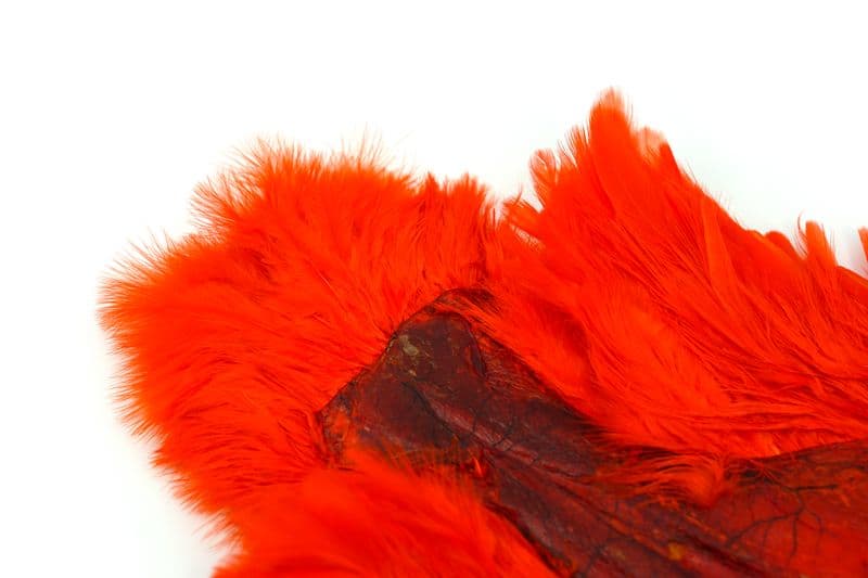 American Hen SH/C White dyed Orange view 1