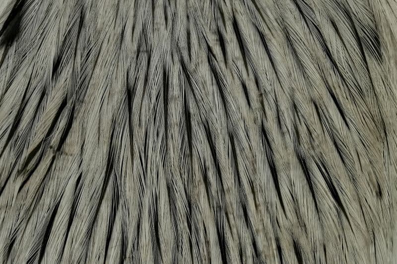 American Rooster Cape BLW dyed Medium Dun view 1