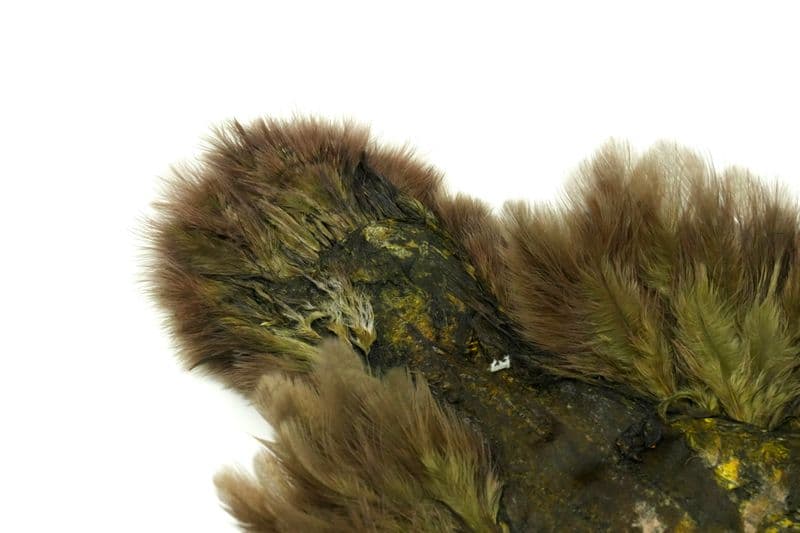 Brahma Hen SH/C Mottled Grey dyed Dark Olive view 1